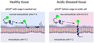 Targeting Acidic Diseased Tissues by pH-Triggered Membrane-Associated Peptide Folding